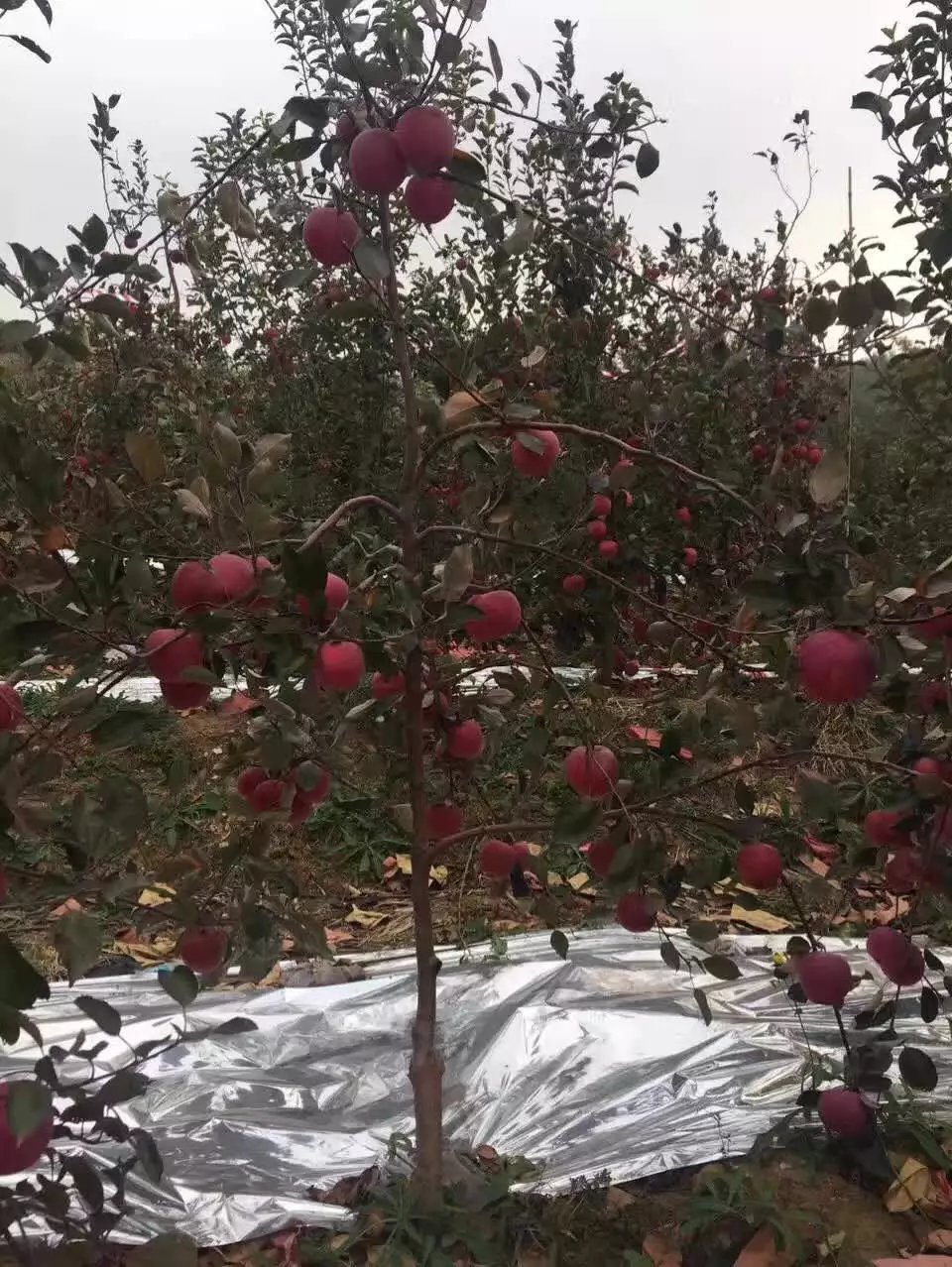 红肉苹果树